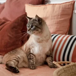 Maison Jean-Vier Housse de coussin Rouge