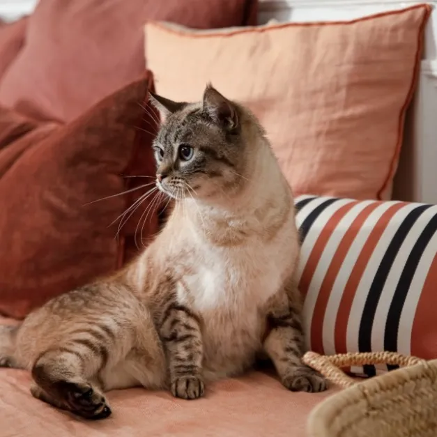 Maison Jean-Vier Housse de coussin Rouge